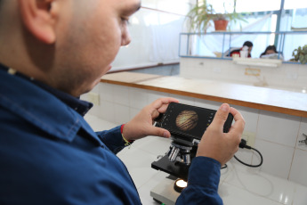 Tucumán, Argentina.- In the photos taken on September 27, 2023, after discovering some moth larvae in the patio of his house that caught his attention, the Bachelor of Genetics student Hernán Figueredo began work with the support of the Entomology Research of Misiones (PrEM) and the Miguel Lillo Entomology Institute of Tucumán, in which it was discovered that it was a new species of moth of the genus "Macaria".