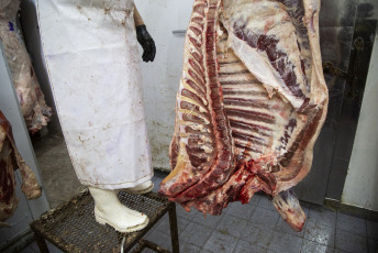 Buenos Aires.- In the photo taken on January 9, 2024, stockings res in a butcher shop in Buenos Aires. The Ministry of Agriculture, Livestock and Fisheries set quotas for meat to countries of Corporación Andina and Mercosur. It did so through Resolution 8/2024. On 18 October 2004, an Economic Complementarity Agreement was signed between Argentina, Brazil, Paraguay and Uruguay, the member states of Mercosur. Meanwhile, the Andean Community consists of Colombia, Ecuador and Venezuela. The agreement establishes a Free Trade Area through a trade liberalisation programme applicable to products originating in the signatory States, including chilled and frozen vaccine meat, chocolates and sweets, and dairy products. In this sense, the resolution provides for 906,989 tons to be distributed. At the same time, it is established that the remaining 3,787 tons will form the Free Availability Fund. The quantity to be exported expressed in Article 1 of this resolution must enter Colombia until December 31, 2024.