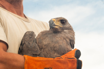 La Rioja, Argentina.- In the photos taken on February 21, 2024, the Municipality of La Rioja released a crowned eagle in conjunction with the Ministry of Environment of the Province at the Mirador del Águila in the Cantadero Protected area. The bird had been seized in a home and lacked legal documentation according to the CITES agreement - Convention on International Trade in Endangered Species of Wild Fauna and Flora -, so it was intervened and subsequently transferred to the Recovery Center. of Wildlife of La Rioja 'La Fombera' for their care.